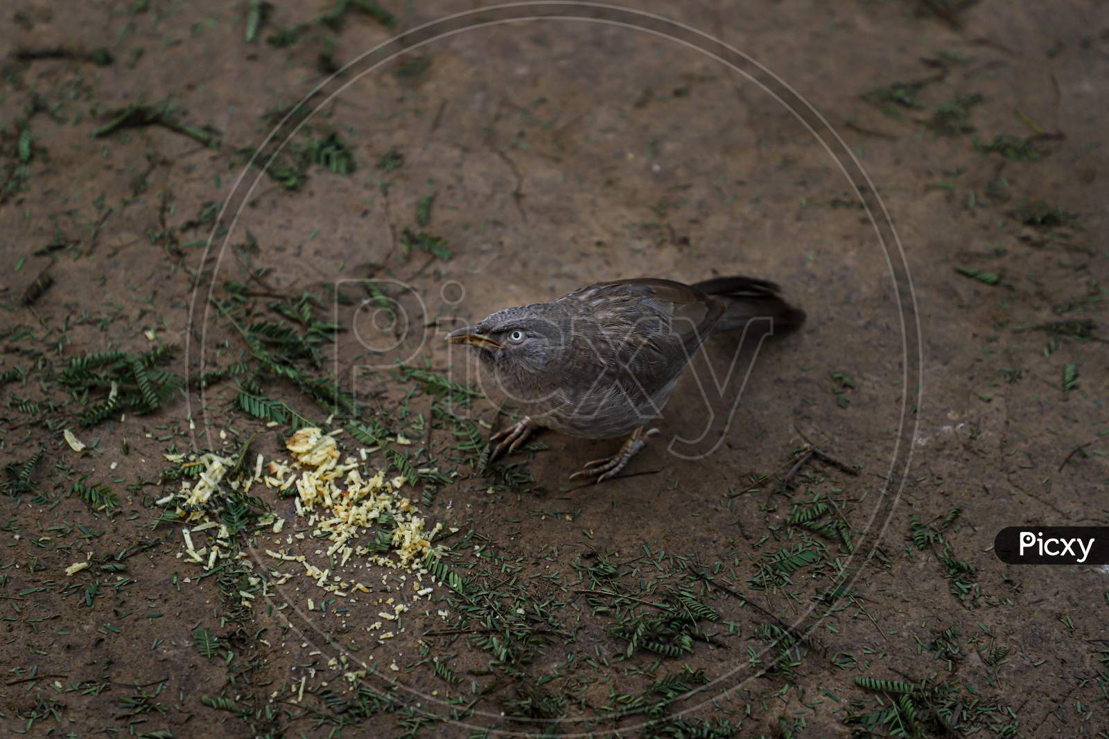 Jungle babbler eating at Keoladeo Ghana National Park, Bharatpur, India