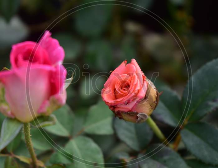 Beautiful Rose With Green Leaves