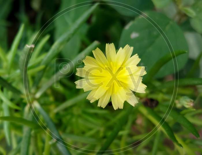 Tiny yellow flower in the garden