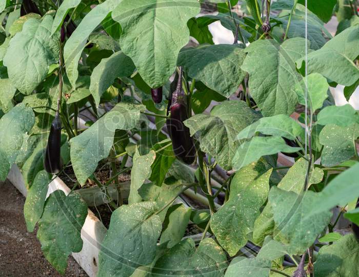 Eggplants Cultivation In A Greenhouse Image Stock