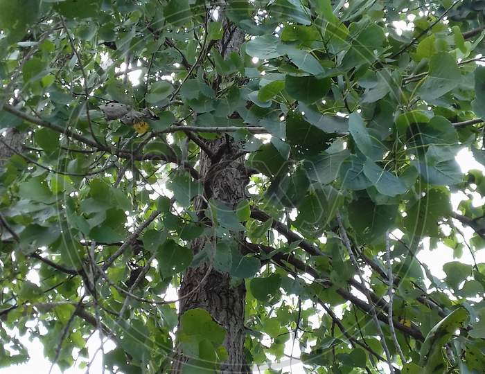 Poplar Tree