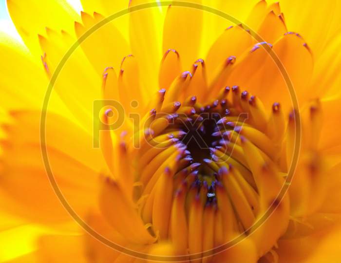yellow flower petals macro photography