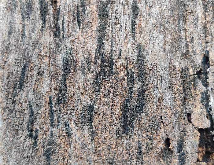 Wooden Texture of Banyan Tree