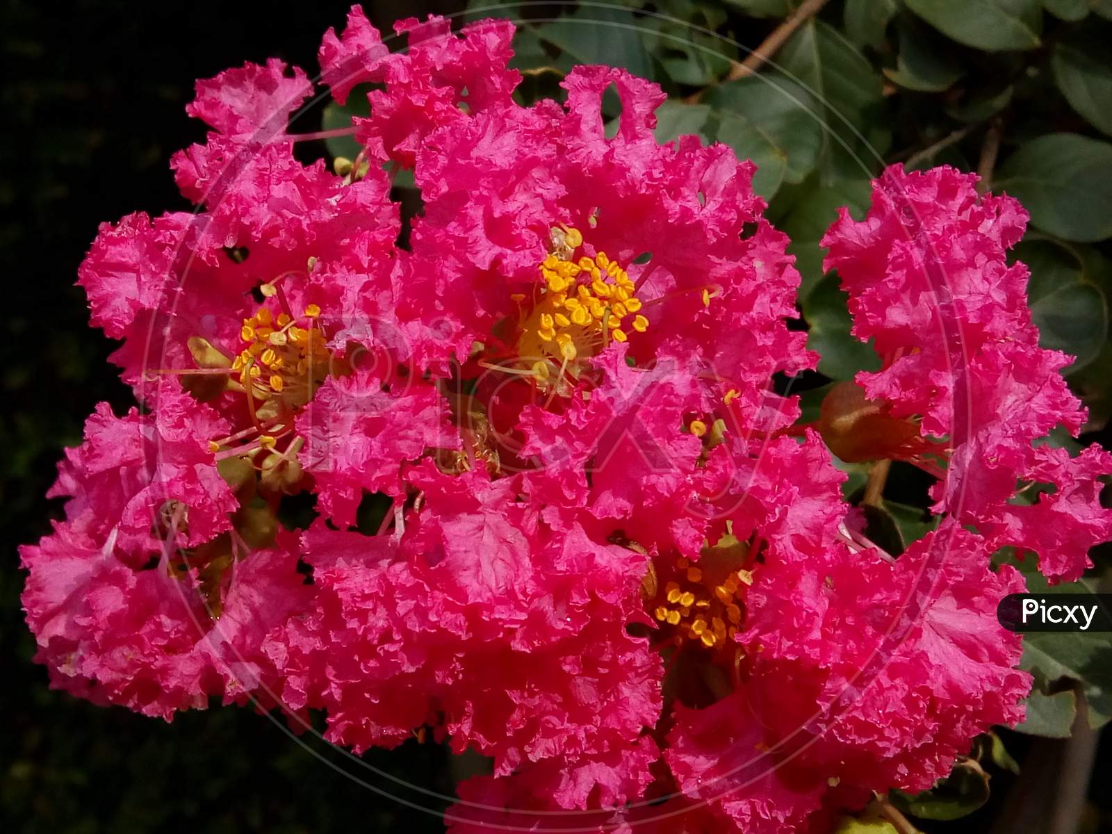 Awesome pink flowers