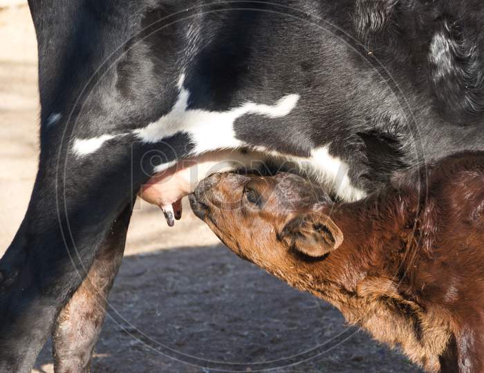 Calf Sent Milk From The Cow In The Field