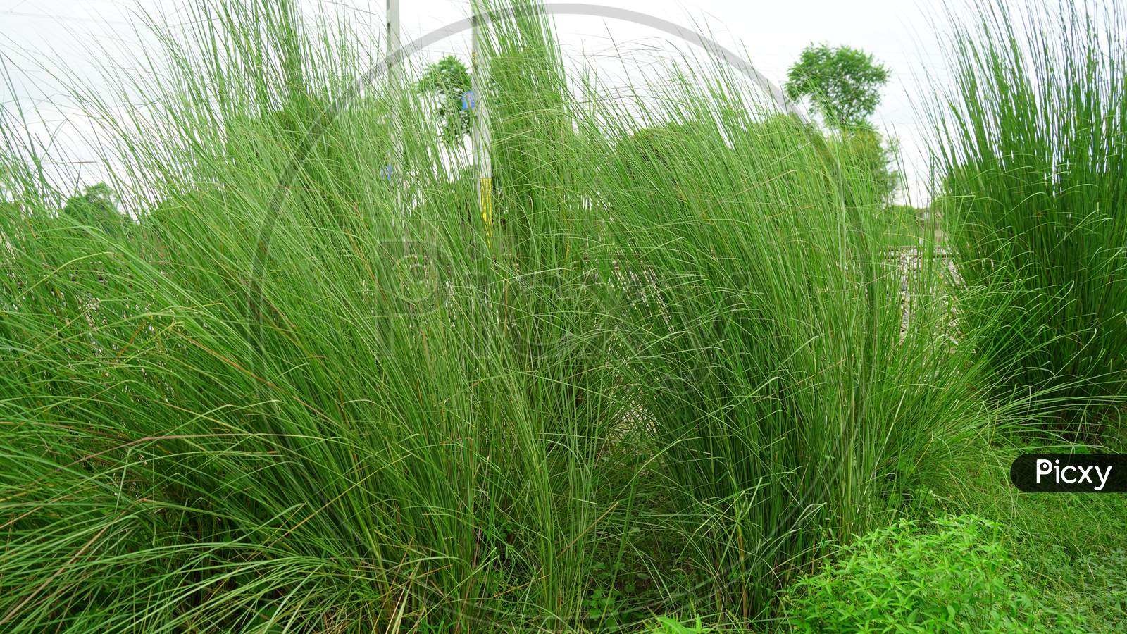 Ornamental plant of Pennisetum Alopecuroides , also known as Fountain grass view, in a field. Beautiful scattering green leaves.