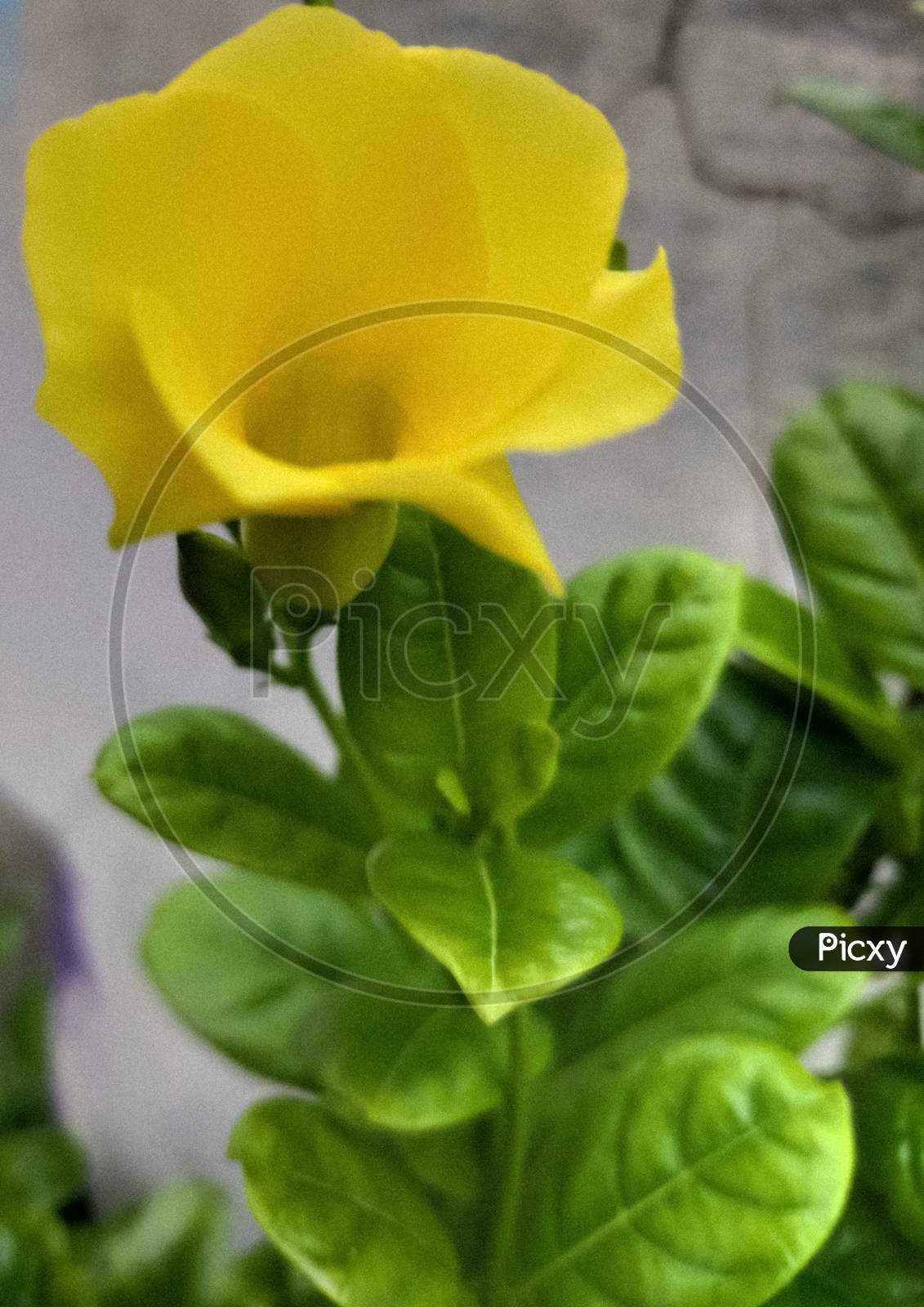 Yellow Flower with Leaves