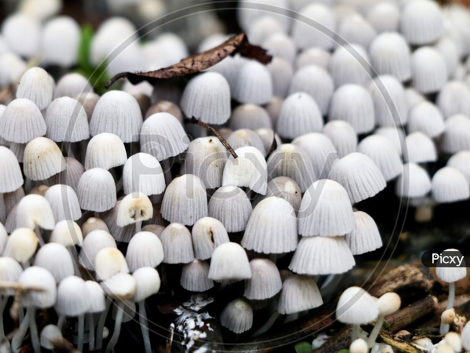 Tiny  White Color Mushrooms  Or Conks  On A Decaying Tree, Selective Focus