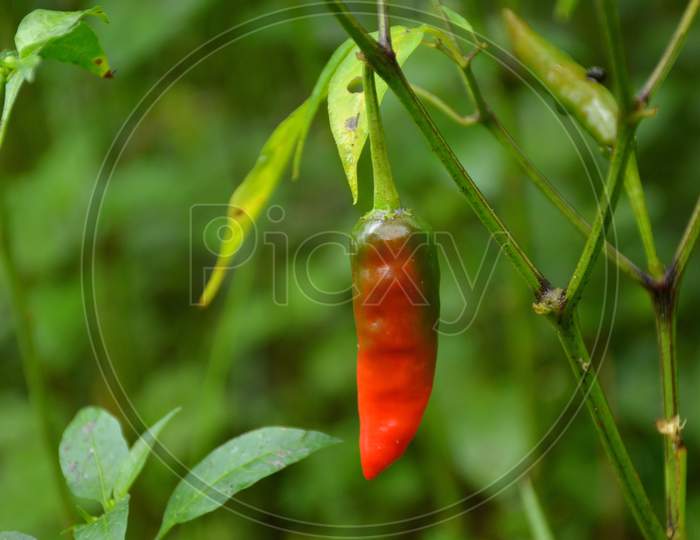 The Red Ripe Chilly With Leaves And Plant In The Garden.