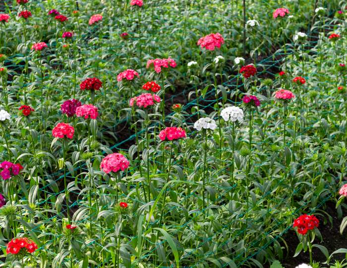 Flower Plantation In A Greenhouse Image Stock
