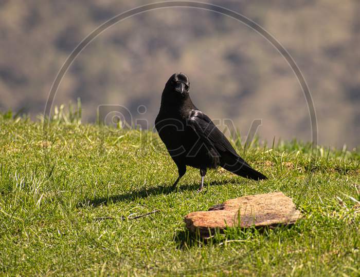 a crow at Himalayas mountains