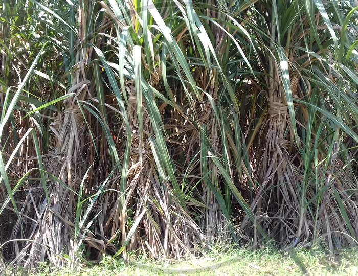 Sugarcane farm in India - image