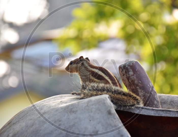 Picture Of Indian Palm Squirrel Or Three-Striped Palm Squirrel Isolated On Green Blur Background. It Is A Species Of Rodent In The Family Sciuridae Found Naturally In India And Sri Lanka.