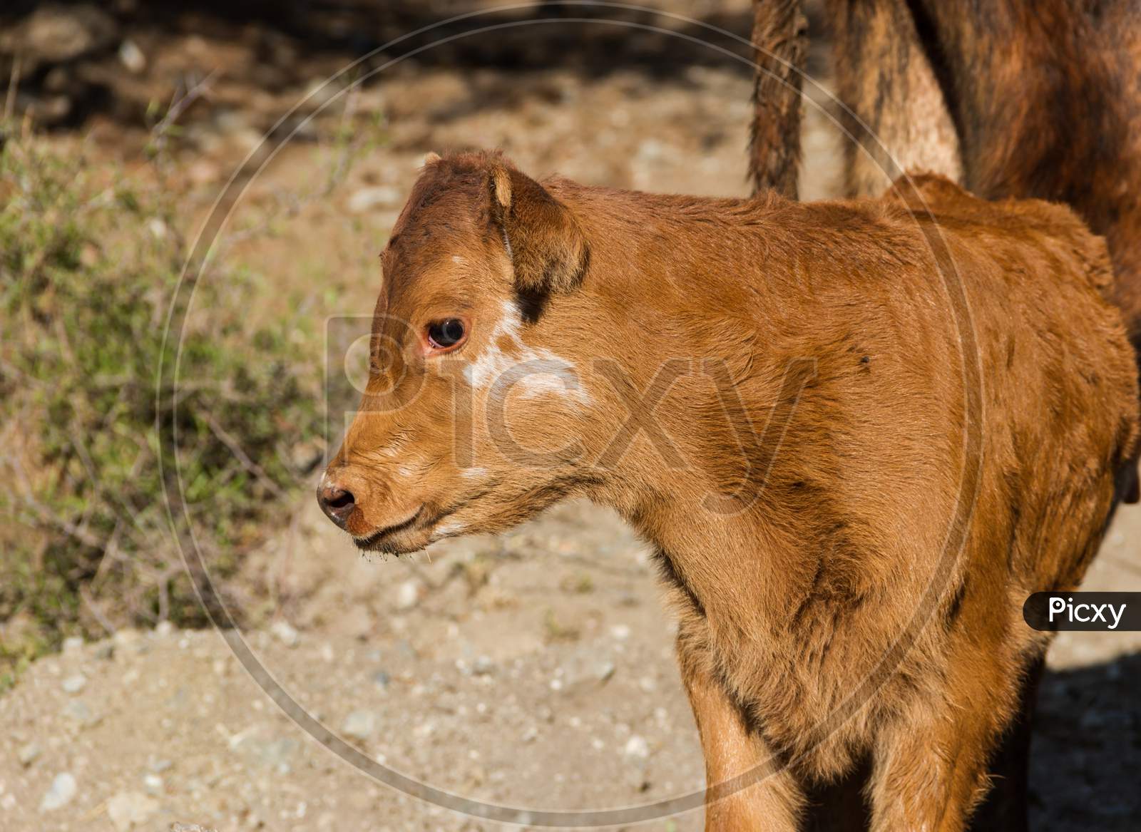 Portrait Of A Light Brown Calf In The Field