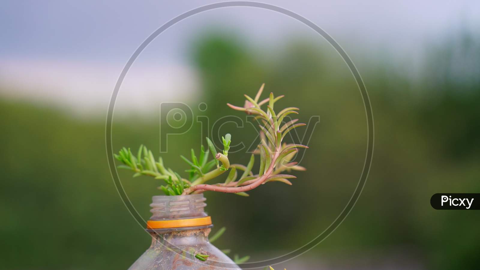 Green new budding flowering plant with blurred background.