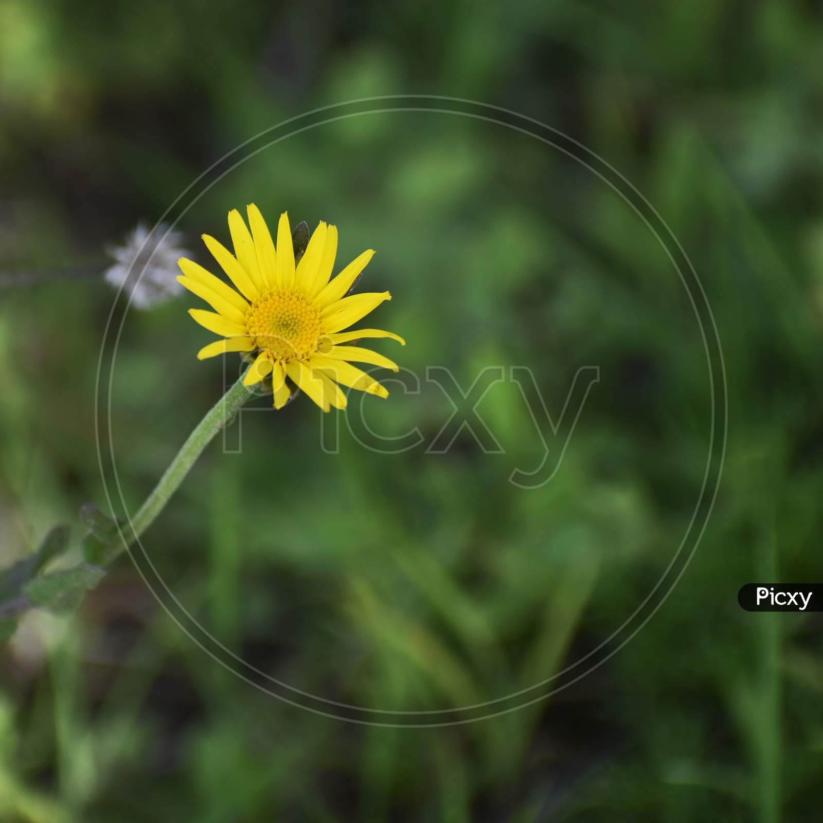Close-up of isolated small yellow flower