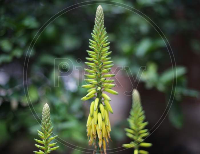 Aloe vera flower close up