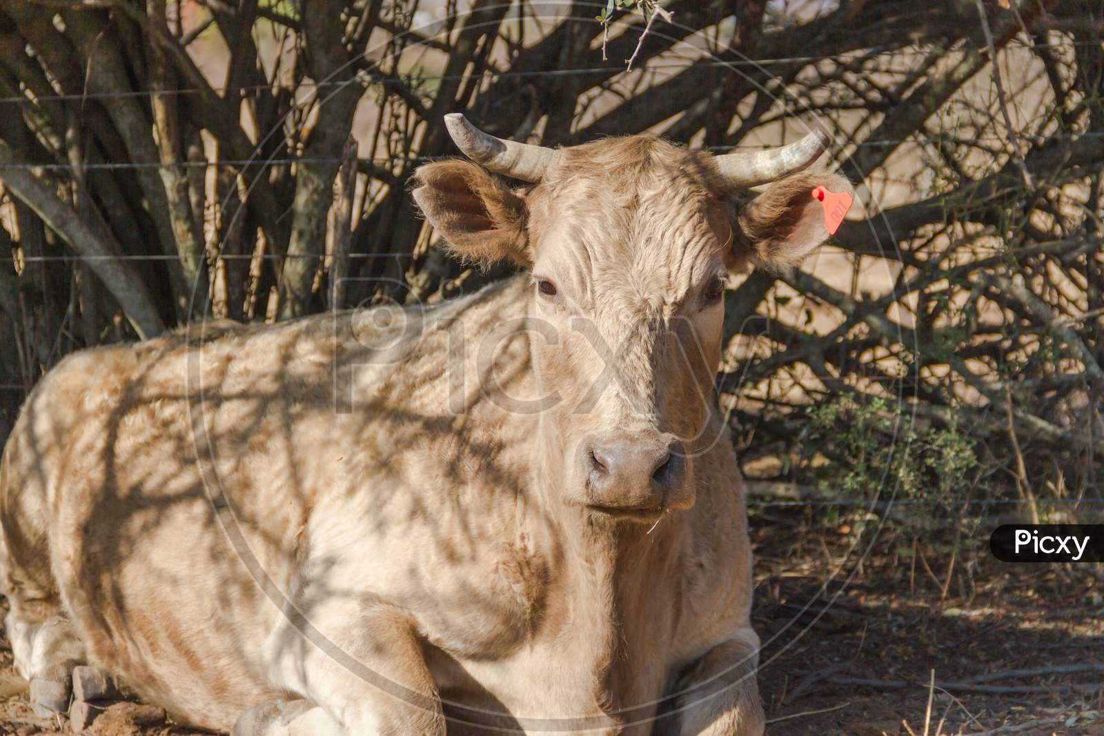 Portrait Of Dairy Cow Sitting In The Field
