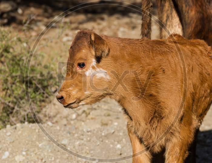 Portrait Of A Light Brown Calf In The Field