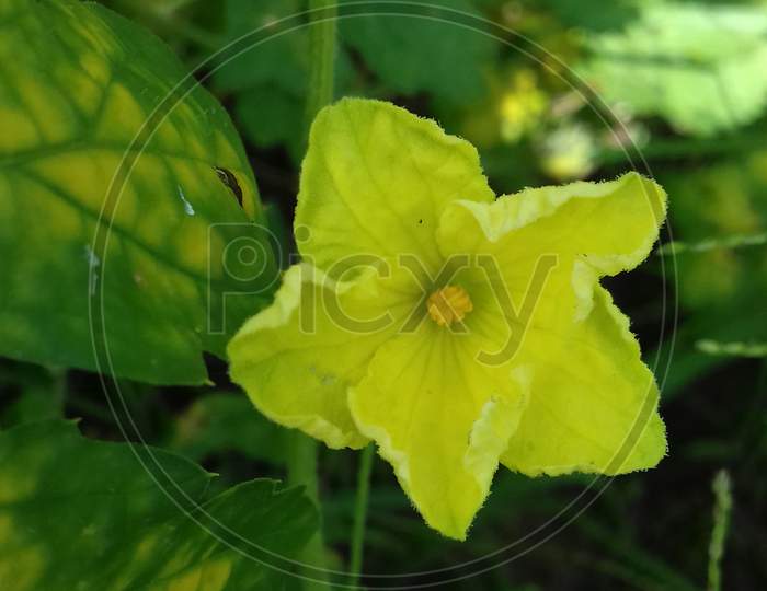 Yello Flower