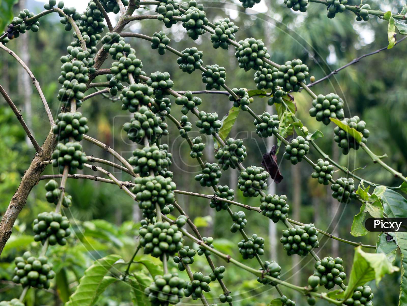 Raw Green Coffee Beans On A Coffee Plant, Selective Focus