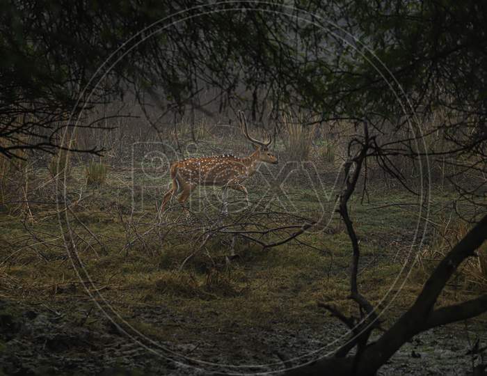 A male stag at Keoladeo Ghana National Park, Bharatpur, India