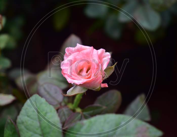 Beautiful Rose With Green Leaves