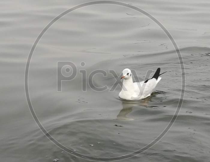 Floating Homing Pigeon On River