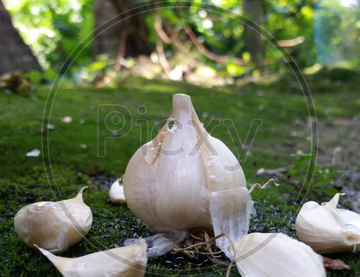 Garlic food photography ideas