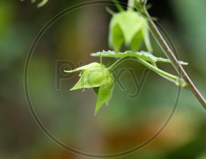 Seeds Of A Weed Plant In The Mallow Family