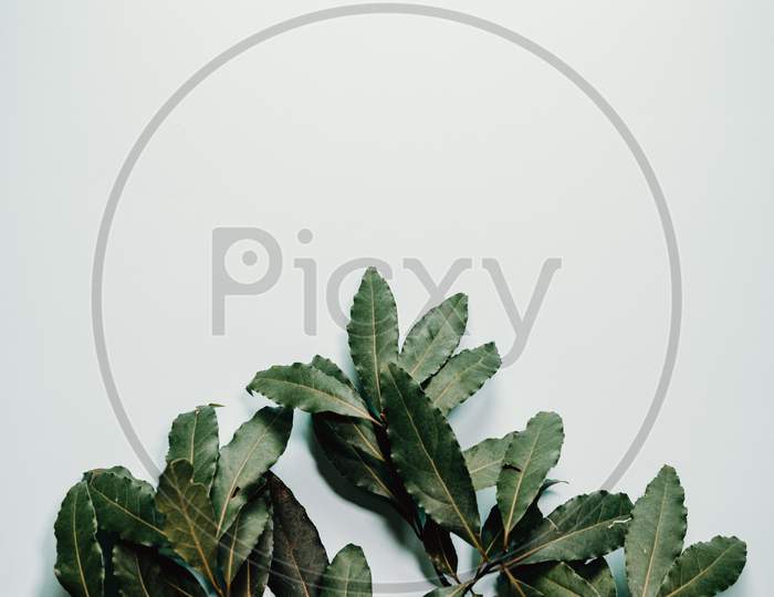A White Background With Green Plants All Over It