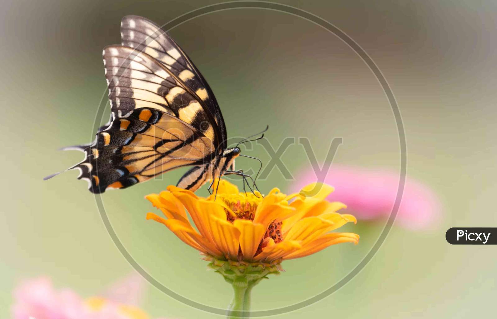Butterfly On flower