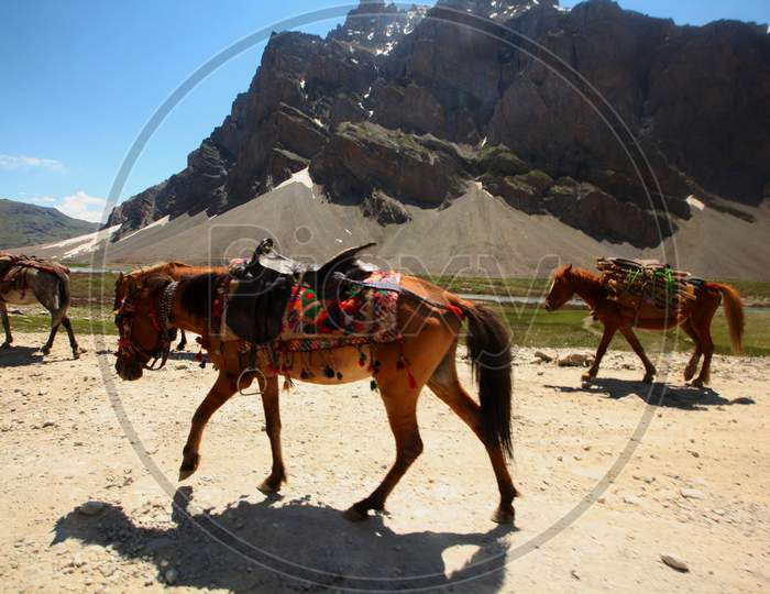 Donkey's in Leh with Mountains in the Background