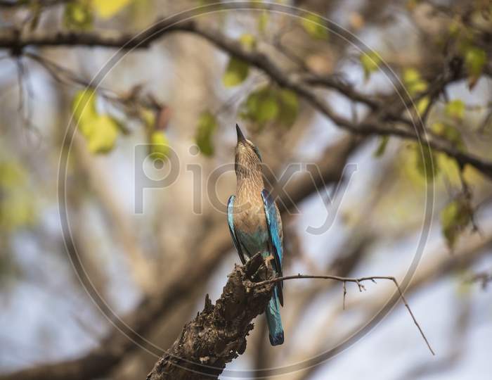 A Kingfisher Bird on a Tree Branch