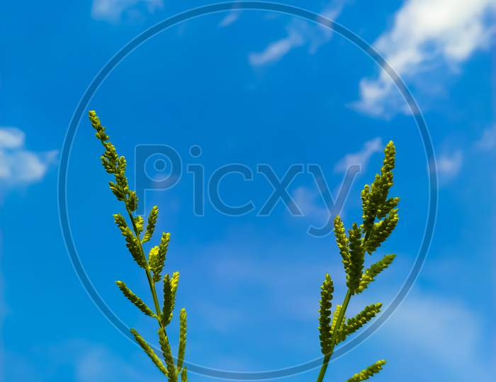 Low Angel View Of Green Flowering Plants Against Blue Sky