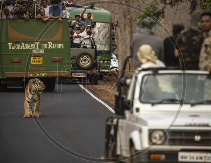 People Watching A Royal Bengal tigers in Forest