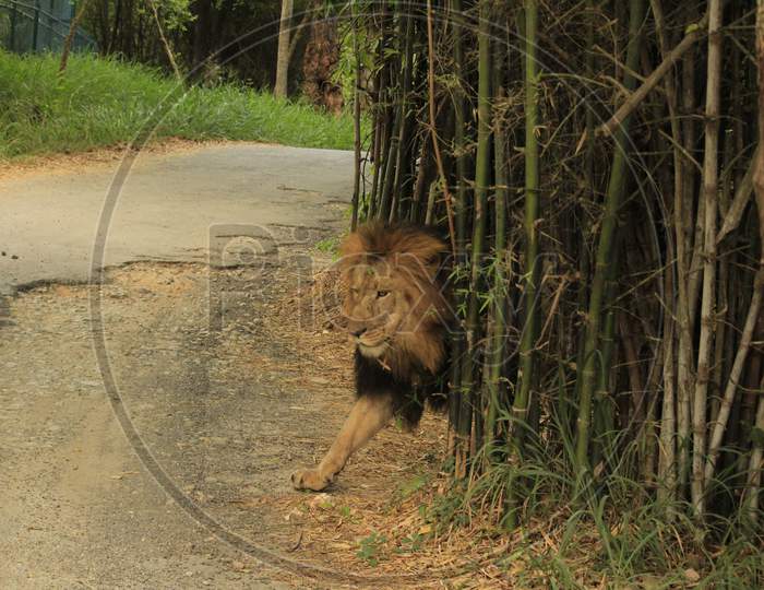 Big Lion Suddenly Coming From Bamboo Trees Into The Road...