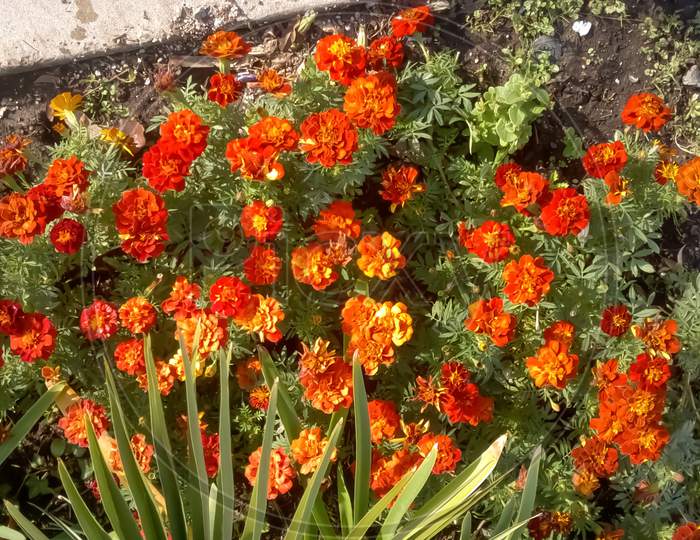 Red And Yellow Beautiful Marigold Flower (Tagetes Erecta, Mexican, Aztec Or African Marigold) In The Garden