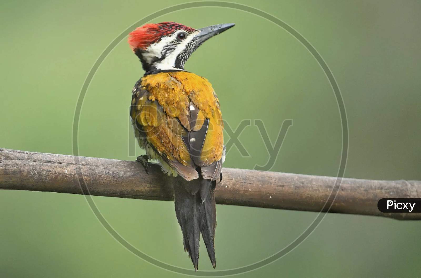 Woodpecker  On branch