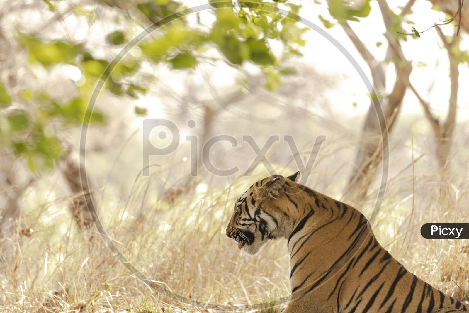 Royal Bengal Tiger in the Forest