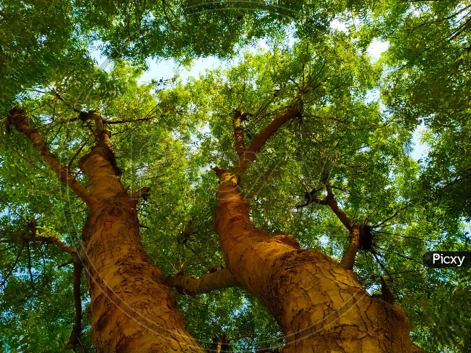 Neem Tree, Azadirachta Indica With Wood