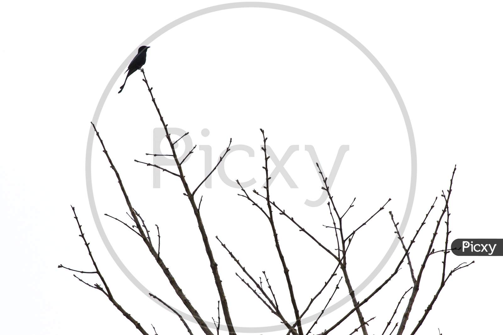 Silhouette of a bird sitting on a branch of a Tree