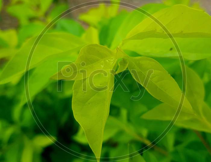 Leafaeg natural green wallpaper