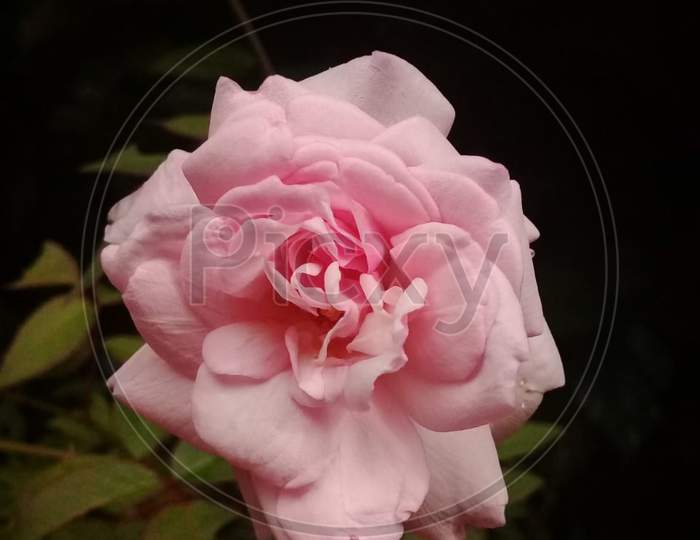 Rose flower flowering close up