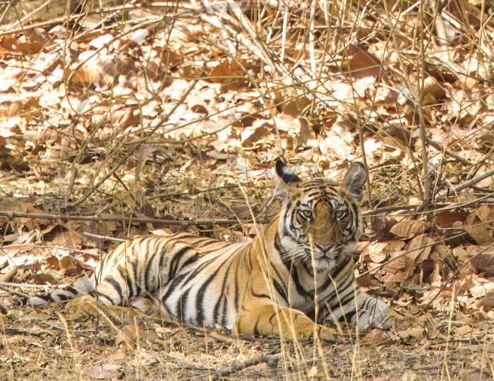 A Tiger or Royal Bengal Tiger in Forest