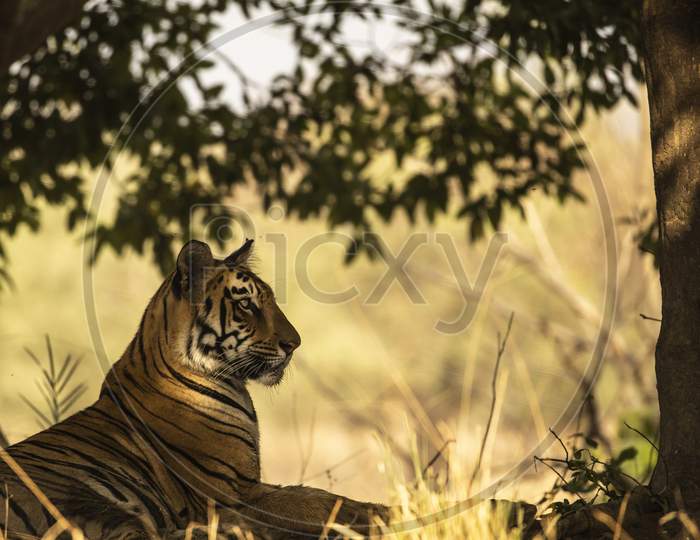 Royal Bengal Tiger in a Forest