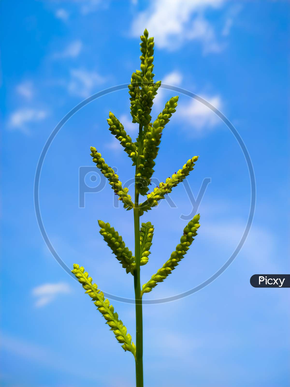 Low Angel View Of Green Flowering Plant Against Blue Sky