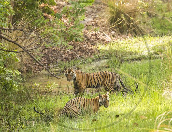 A couple of Tigers or Royal Bengal Tigers in Forest