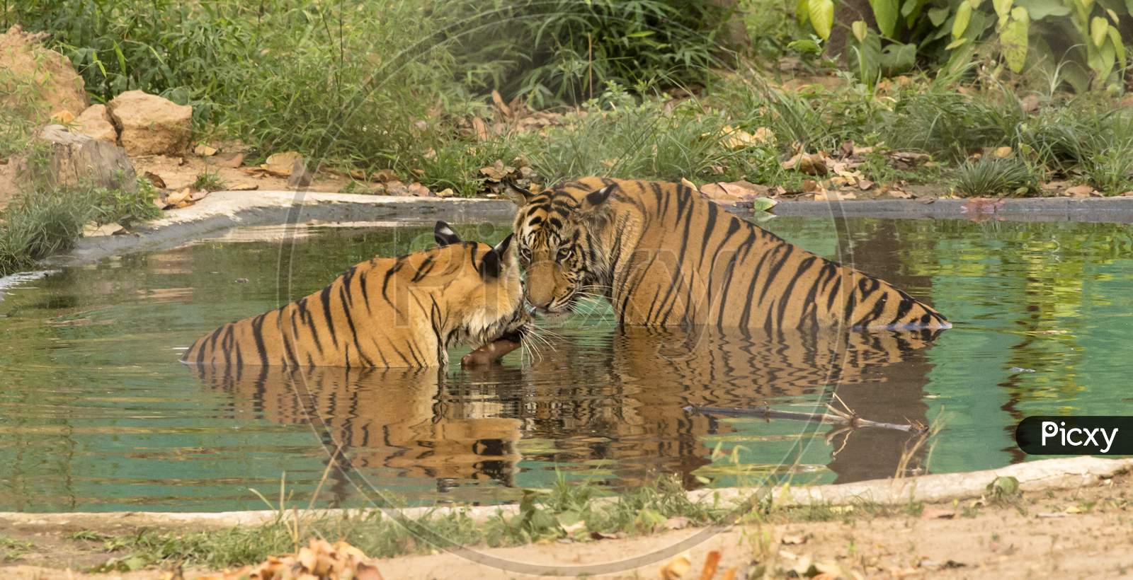 A couple of Tigers or Bengal Tigers in Water