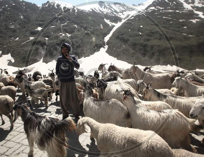 A Man with a group of Sheep in Leh